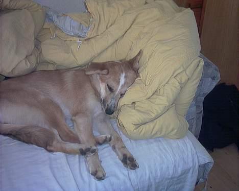 Blanding af racer Rica. billede 10