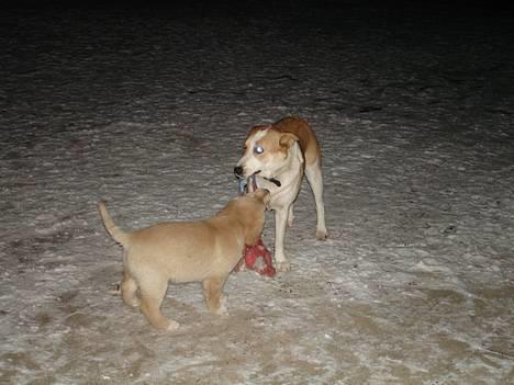 Blanding af racer Mille - Mille lege med en af hendes hvalpe.. billede 2