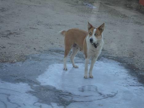 Blanding af racer Mille - Jeg elsker bare at stå på isen.. billede 3
