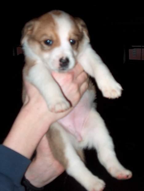 Blanding af racer Mille - åhh.... ikke så højt op.. billede 4