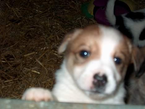 Blanding af racer Mille - Jubii gæster.... tag mig op, Tag mig.. billede 5