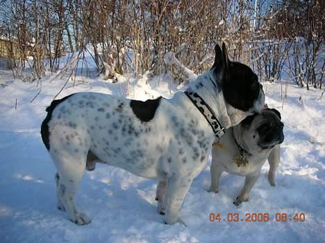 Fransk bulldog Manfred - Manfred sammen med Vera billede 6