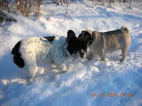 Fransk bulldog Manfred - Manfred i sneen igen billede 7