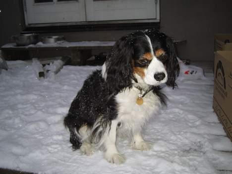 Blanding af racer Mathilde   billede 8