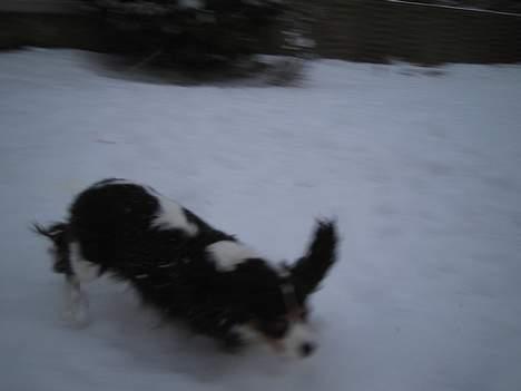 Blanding af racer Mathilde   billede 9