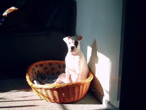 Amerikansk bulldog Fnug billede 11