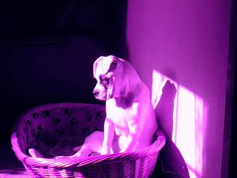 Amerikansk bulldog Fnug billede 12