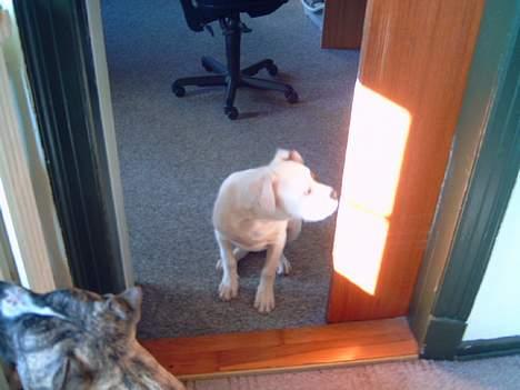 Amerikansk bulldog Fnug billede 13