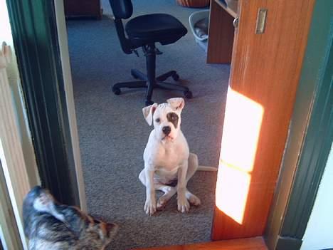 Amerikansk bulldog Fnug billede 14