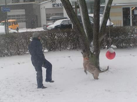 Blanding af racer Molly billede 9