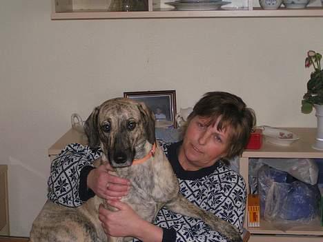 Blanding af racer Molly billede 10