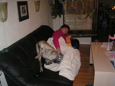 Blanding af racer Molly billede 11