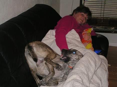 Blanding af racer Molly billede 12