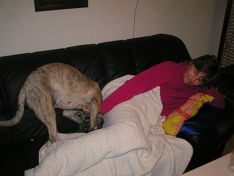 Blanding af racer Molly billede 13