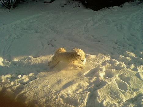 Løwchen Freja - Jihaa så skal der spilles bold og så i snevejr... Det er det bedste :o) billede 14