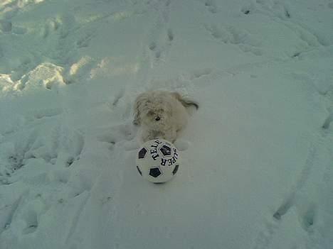 Løwchen Freja - Juhuuu nu har jeg fået fat i bolden. billede 15