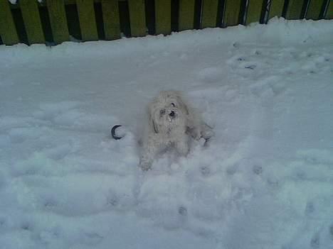 Løwchen Freja - Er jeg ikke sød. billede 16