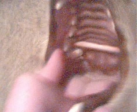 Blanding af racer Nikki *død* - Uha.. nikki med en flet kurv pind, som sidder fast... :( billede 16