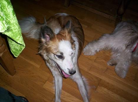 Blanding af racer Nikki *død* - størelses forhold billede 17