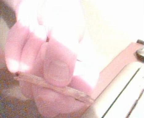 Blanding af racer Nikki *død* - den lede pind, fra Nikkis mund... billede 18