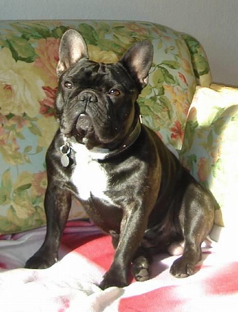 Fransk bulldog Gordon - Om jeg er fotogen?? billede 1