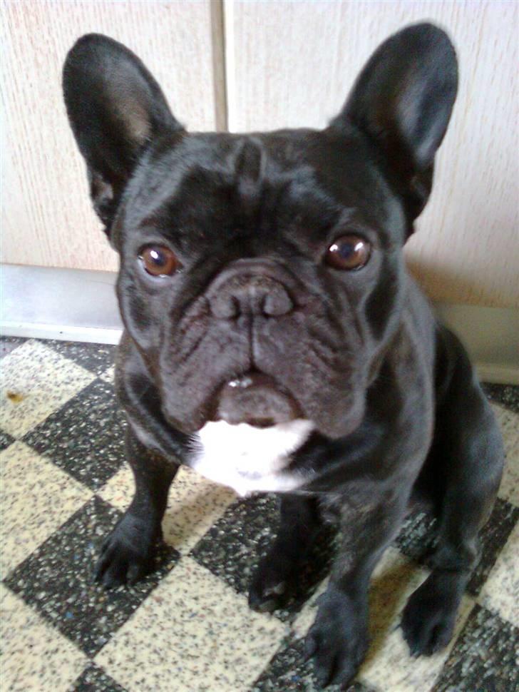 Fransk bulldog Gordon - Dejlige Gordon billede 2