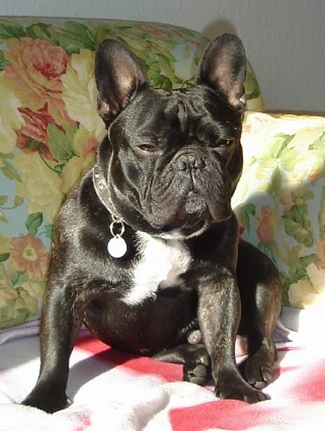 Fransk bulldog Gordon - Man kan da ikke gøre for, at man har charme billede 3