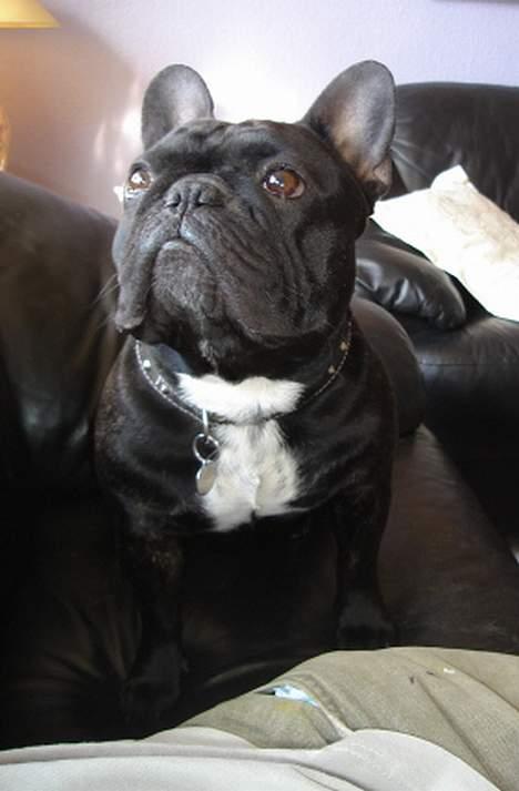 Fransk bulldog Gordon - Er I ikke snart færdige med at filme eller hva´... billede 4