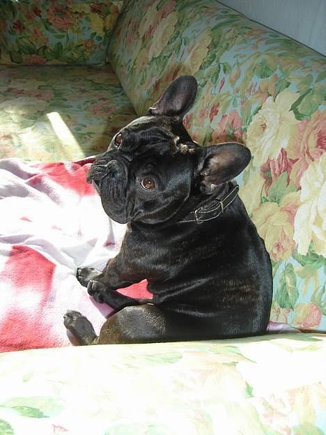 Fransk bulldog Gordon - Hvor længe var det lige, at jeg skulle sidde her ..FAR??? billede 5