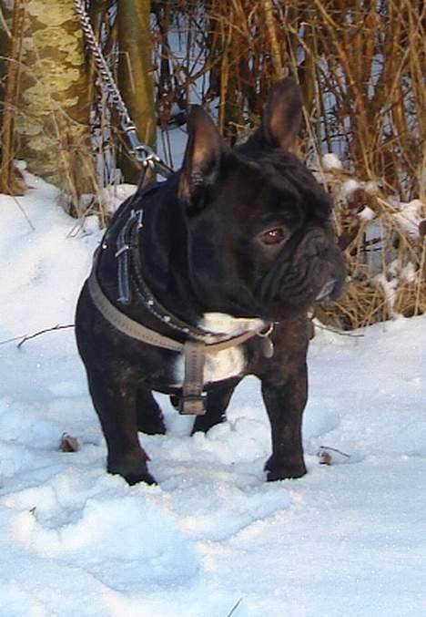 Fransk bulldog Gordon - Hvem gik der?? billede 6