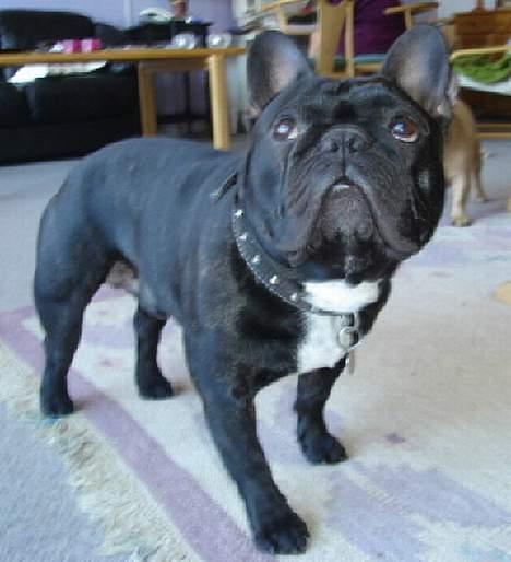 Fransk bulldog Gordon - Var der noget far??? billede 7