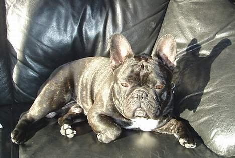 Fransk bulldog Gordon - Jeg tager lige en lille lur billede 8