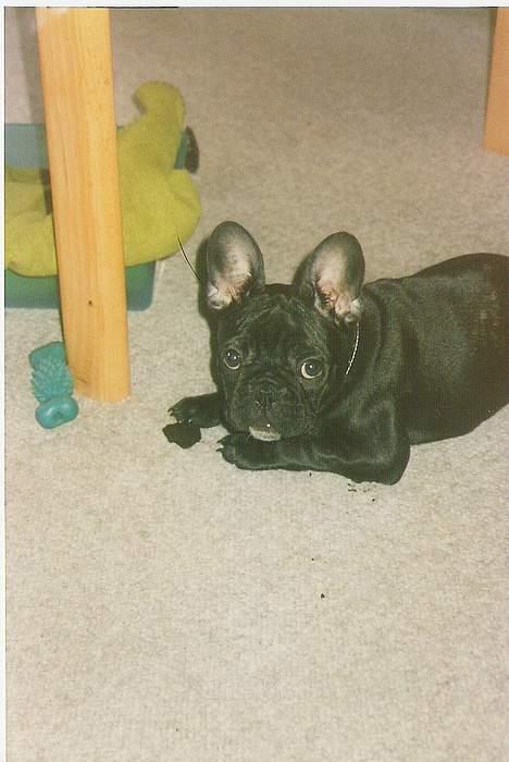 Fransk bulldog Gordon - Det er mig da jeg var 4 mdr billede 11