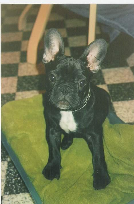 Fransk bulldog Gordon - Lille og fræk  billede 12