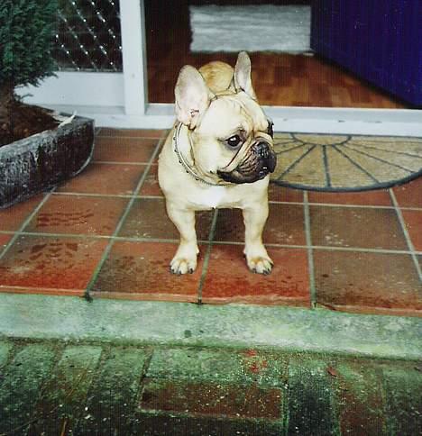 Fransk bulldog Dafne - Gider jeg lige at gå ud når det regner...) billede 6