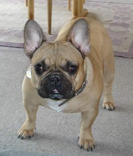 Fransk bulldog Dafne - Hvem er blevet 4 år? billede 7