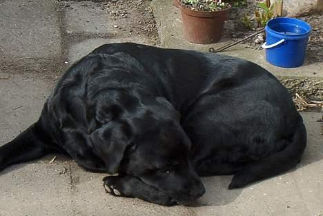 Labrador retriever Rikki *DØD* - en lille lu her i sol billede 5