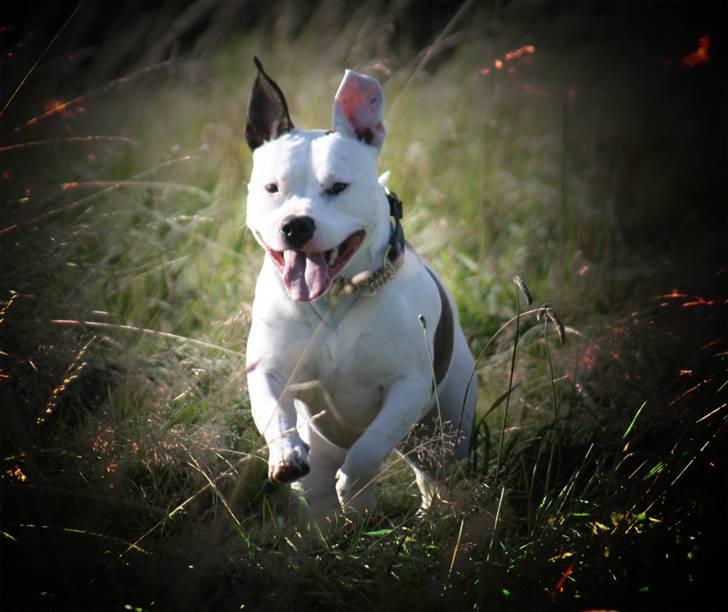 Amerikansk staffordshire terrier Kampdullen Baily - Weeeeeeeeeee haaaaaaaaaaaaaaaaaaaa ;O) billede 1