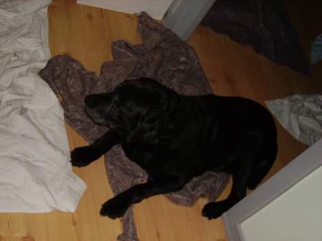 Labrador retriever Rikki *DØD* - høre jeg en poser? billede 9