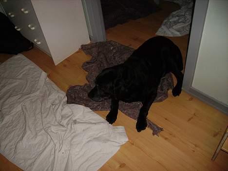 Labrador retriever Rikki *DØD* - nej sov bare igen billede 10