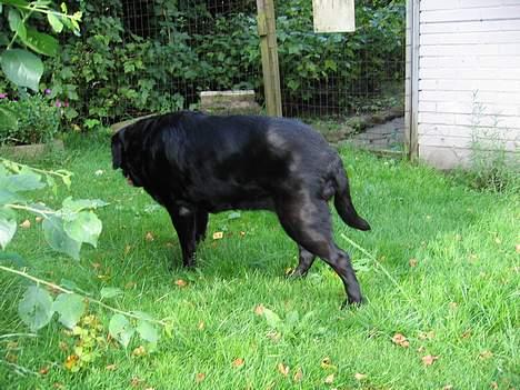 Labrador retriever Rikki *DØD* - jeg kan godt løbe lidt  :=) billede 11