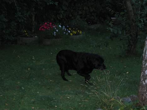 Labrador retriever Rikki *DØD* - jeg løbe jeg løbe billede 12
