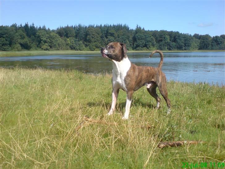 Amerikansk staffordshire terrier Tyzon - nyt billed.. billede 1