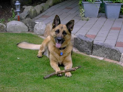 Schæferhund puk *død* - Hun er da bare sød som hun ligger der... billede 8