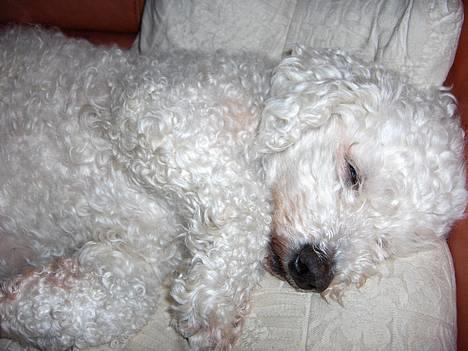 Bichon à poil frisé Oliver - ja det vil jeg gerne. hygsomt at møde dig!=^___^= billede 1