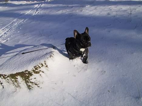 Fransk bulldog Monty - Monty i sneen... jo mere sne jo bedre billede 4