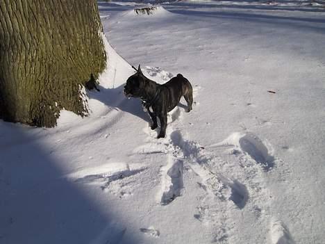 Fransk bulldog Monty - var der noget derovre??? billede 5