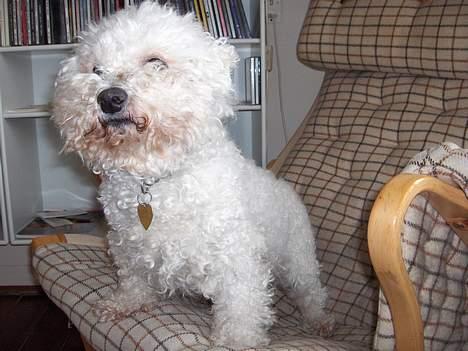 Bichon à poil frisé Oliver - weeeeeee nu skal vi afsted til hunde frisøren! kan jo ikke gå rundt og ligne et forkølet får=^__^= billede 2
