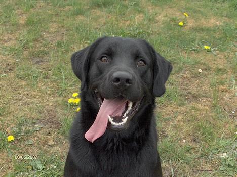 Blanding af racer Balou - 6/5 2007 billede 1