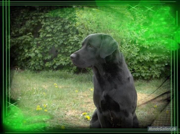 Blanding af racer Balou billede 2